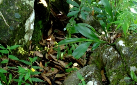 Polystachya mauritiana