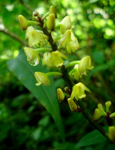 Polystachya mauritiana flowers