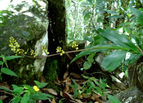 Polystachya mauritiana leaves