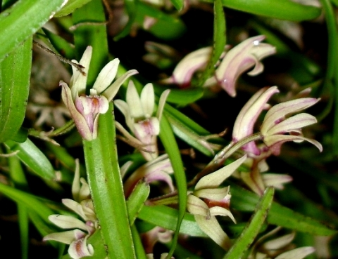 Polystachya ottoniana flowers
