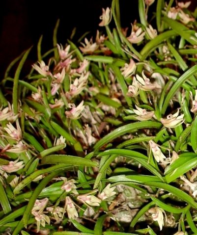 Polystachya ottoniana leaves