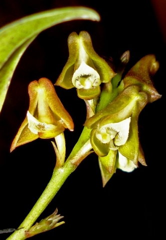Polystachya transvaalensis flowers at night