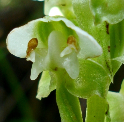 Pterygodium cooperi flower