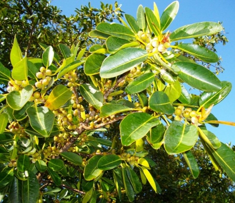 Ficus natalensis leaves and fruit