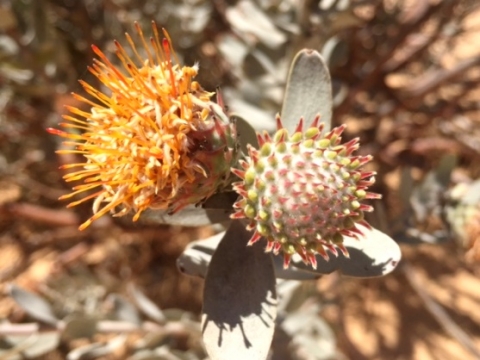 Leucospermum rodolentum, the young and the old