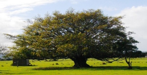Ficus natalensis