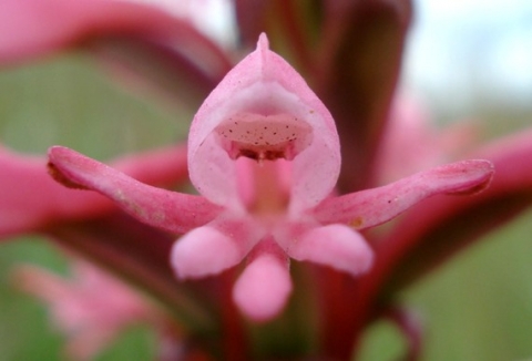 Satyrium macrophyllum flower