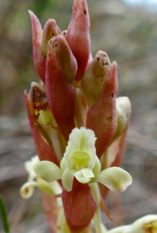 Satyrium humile flower and buds