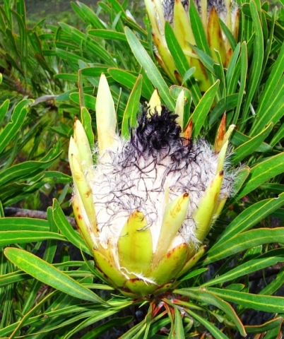 Protea longifolia