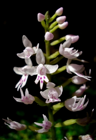 Stenoglottis fimbriata flowers