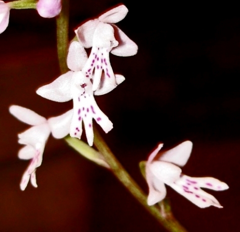 Stenoglottis zambesiaca flowers
