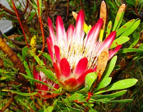 Protea repens, the common sugarbush