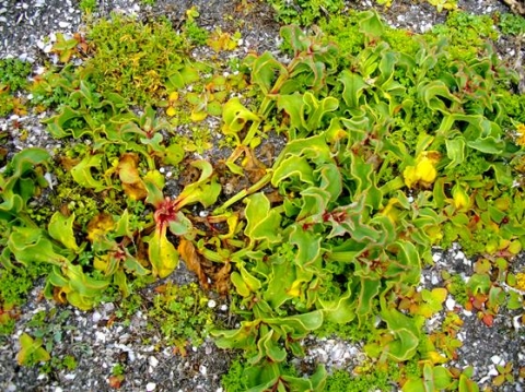 Mesembryanthemum guerichianum leaves