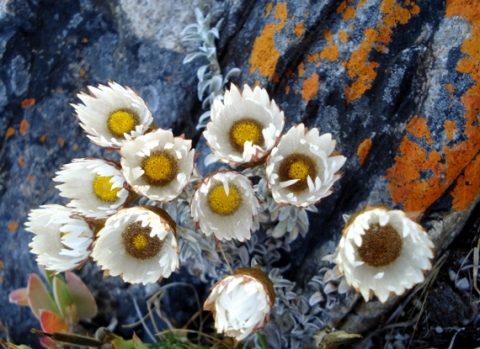 Helichrysum retortum