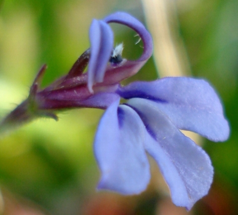 Lobelia anceps flower