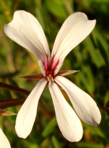 Pelargonium alchemilloides flower