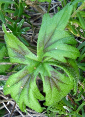 Pelargonium alchemilloides leaf