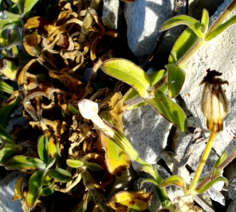 Silene crassifolia subsp. crassifolia leaves