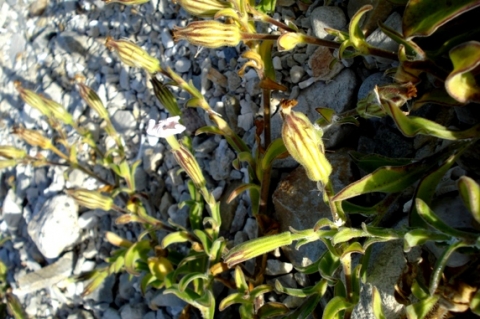 Silene crassifolia subsp. crassifolia sepals