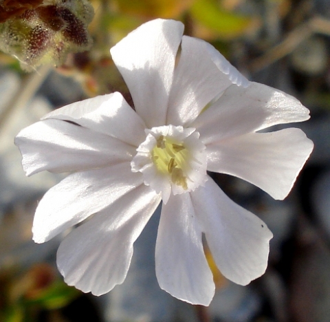 Silene crassifolia subsp. crassifolia flower