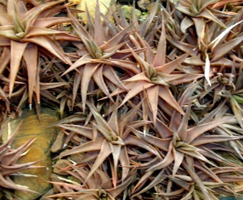 Haworthiopsis limifolia var. ubomboensis