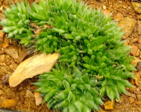 Haworthia monticola 