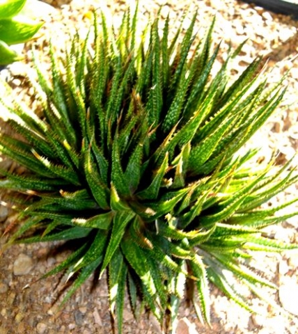 Haworthia variegata var. variegata