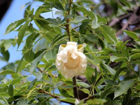 Adansonia digitata flower