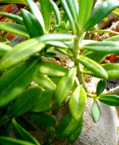 Pachypodium bispinosum leaves