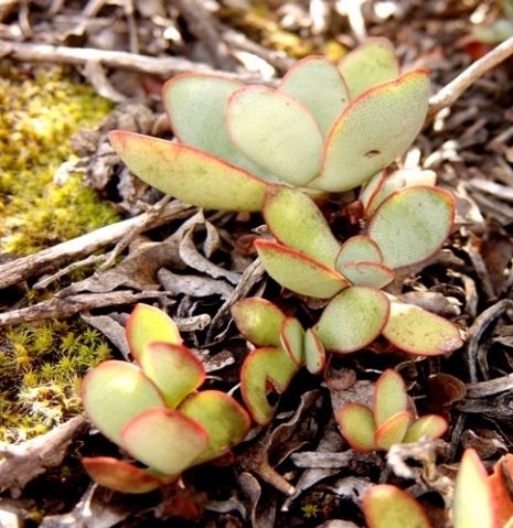 Crassula nudicaulis var. platyphylla leaves