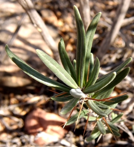 Pachypodium succulentum stem-tip