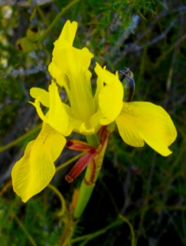 Moraea neglecta flower and fruit