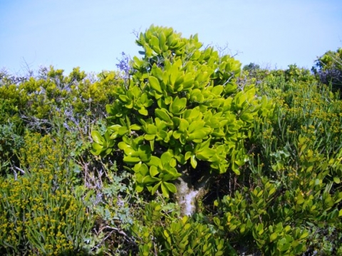 Tylecodon, Euphorbia, et al