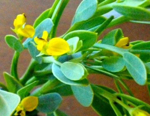 Rafnia capensis subsp. ovata