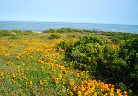 Grotto Bay in flower