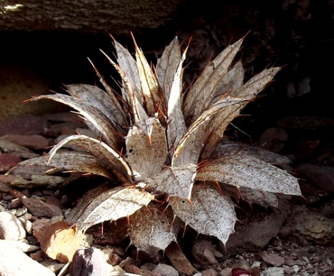 Berkheya cuneata dry flower