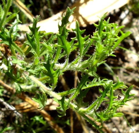 Lobelia coronopifolia