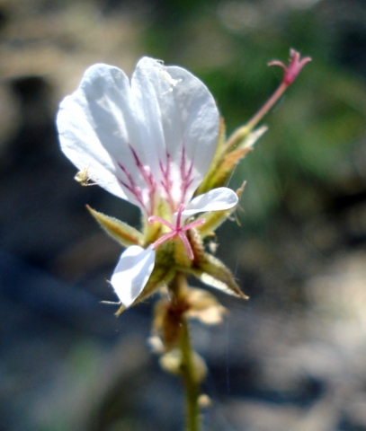 Pelargonium myrrhifolium var. coriandrifolium