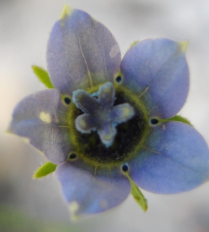 Wahlenbergia capensis flower