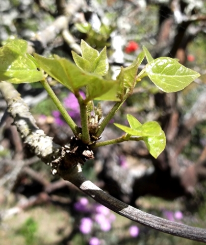 Erythrina caffra new leaves