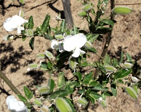Podalyria bearing white flowers