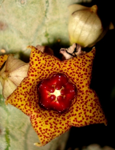 Lavrania haagnerae flower