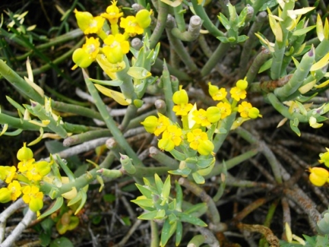 Euphorbia mauritanica stem-tip cyathia and leaves