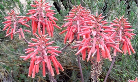 Aloe comptonii inflorescence
