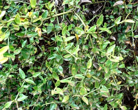 Carissa bispinosa small leaves