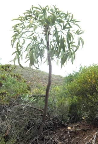 Cussonia paniculata subsp. paniculata