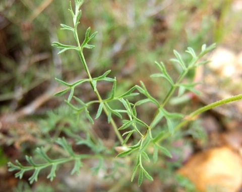 Pelargonium caucalifolium subsp. caucalifolium leaves