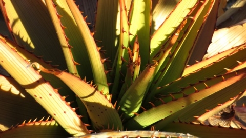 Aloe lineata var. muirii centre of a rosette