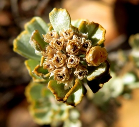 Pentzia dentata flowerheads dry