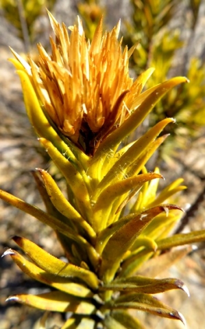 Pteronia fasciculata stem-tip flowerhead